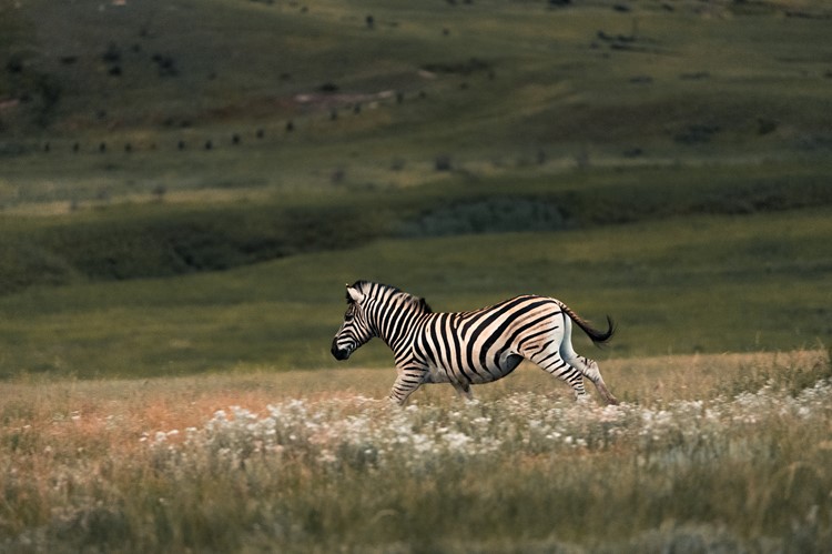 Zebra in Golden Gate Highlands National Park